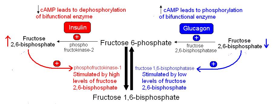 Fructose 2 6 Bisphosphate