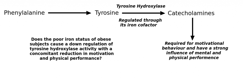 Tyrosine Hydroxylase and Iron