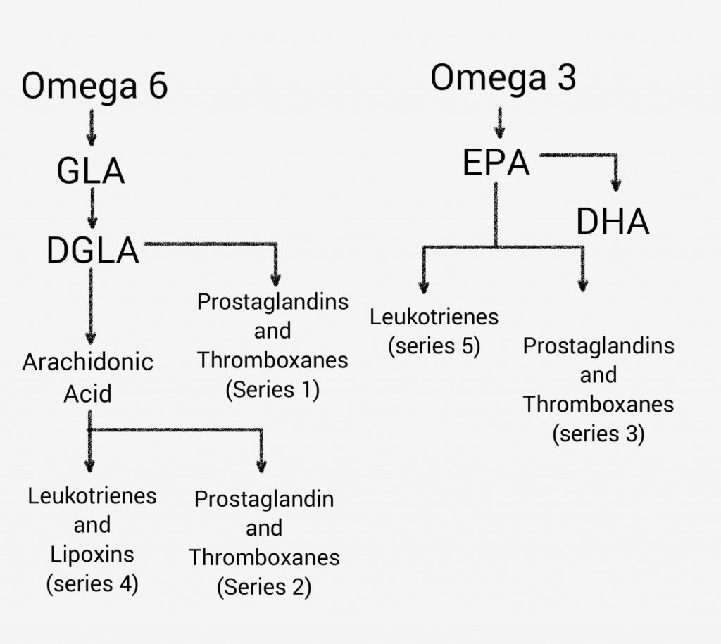 The essential fatty acid pathway in humans. GLA = gamma linolenic acid; DGLA = dihomo gamma linolenic acid; EPA = eicosapentaenoic acid; DHA = docosahexaenoic acid. Series 4  leikotrienes and lipoxins and series 2 prostaglandins and thromboxanes are pro-inflammatory. Series 1 prostaglandins and thromboxanes are anti-inflammatory. Series 3 prostaglandins and thromboxanes are neutral. but block the pro-inflammatory effects of series 4 and series 2 eicosanoids. 