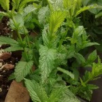 peppermint garden mint