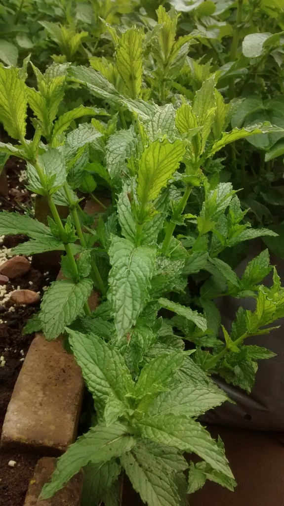peppermint garden mint
