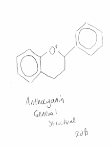 anthocyanin structure