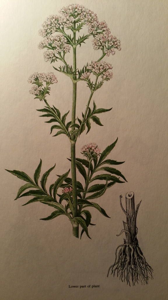 Figure 1. The valerian plant. Picture taken from: Stodola, J., Volak, J. and Severa, F. 1984. Illustrated Book of Medicinal Herbs. Octopus Books, London. First edition.