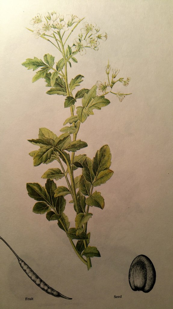 watercress brassica