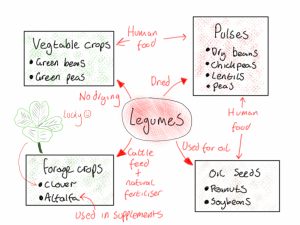 legumes pulses nomenclature