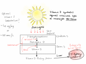 vitamin D synthesis