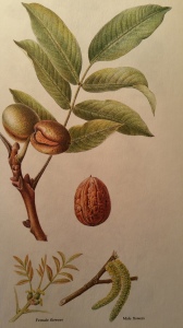 walnut alpha linolenic acid