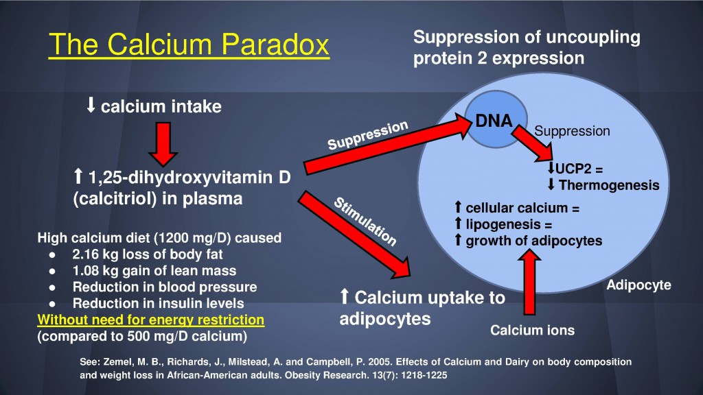 calcium paradox