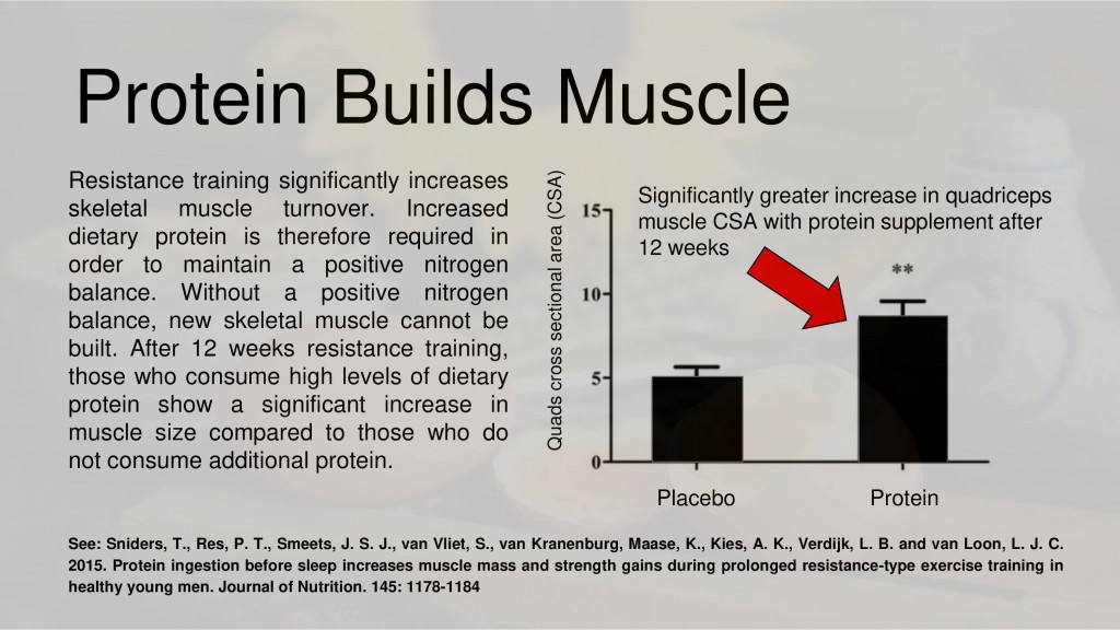 protein muscle
