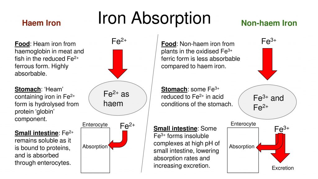 iron absorption