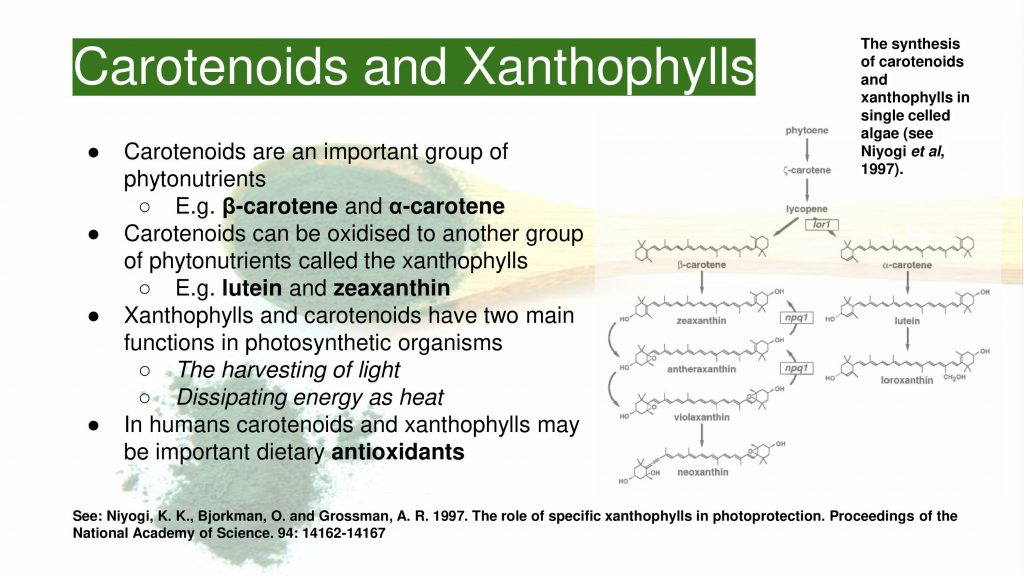 carotenoids xanthophylls