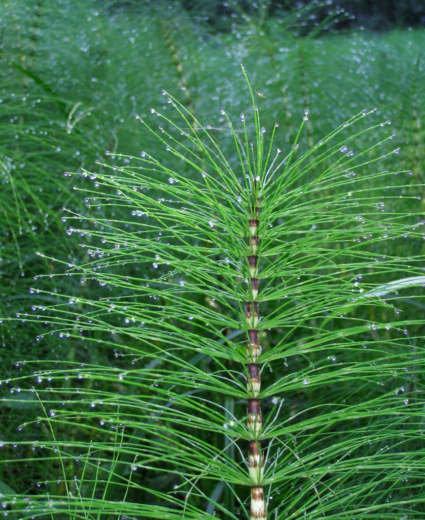 horsetail anxiety