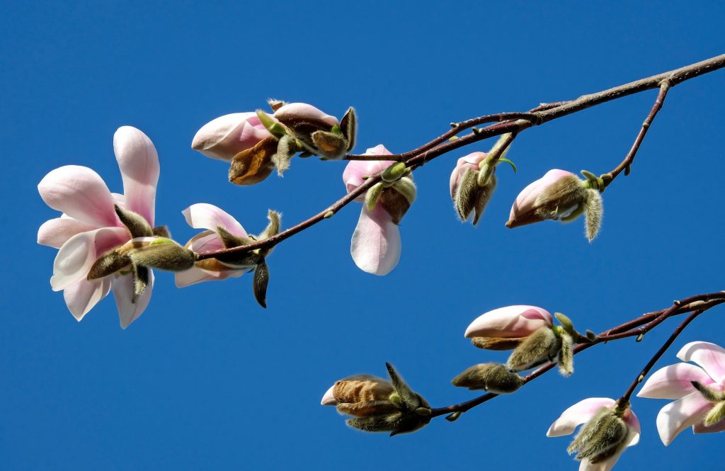 magnolia anxiety