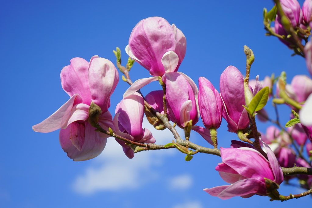 magnolia anxiety