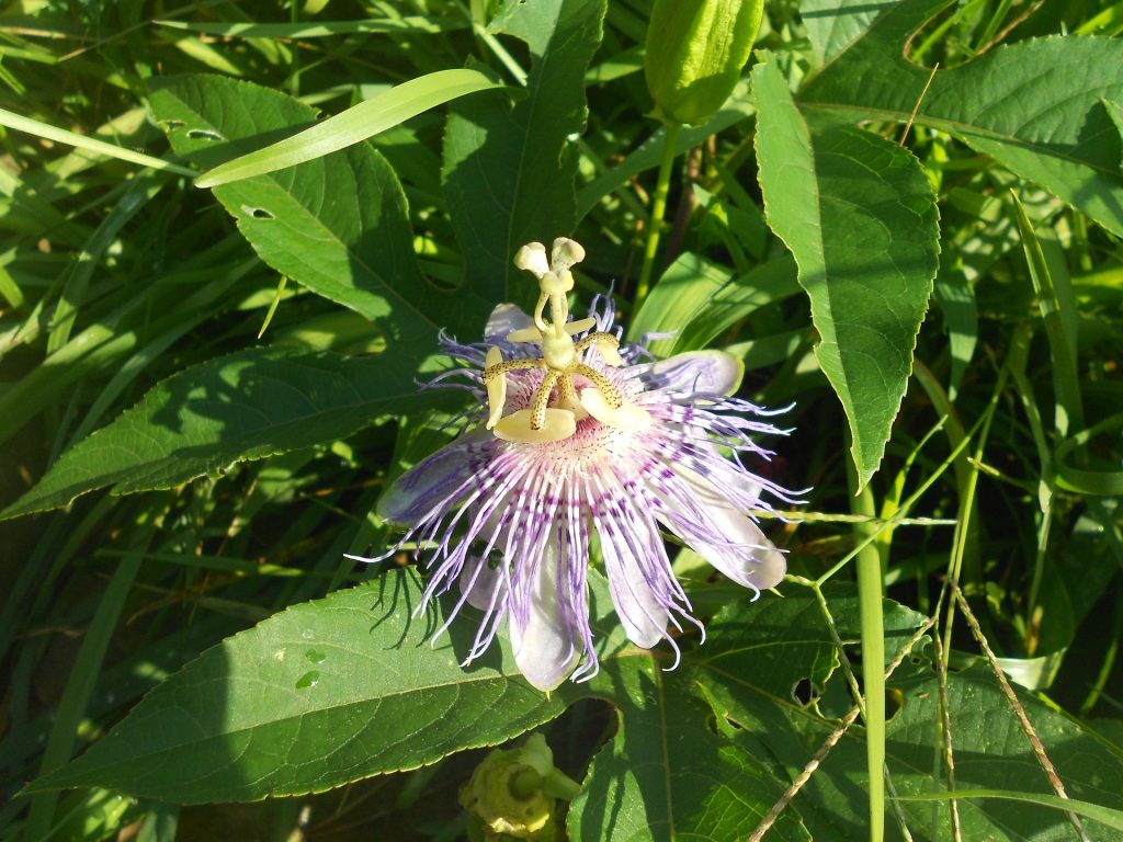 passionflower anxiety