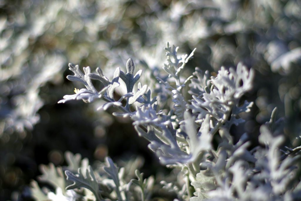 Wormwood (Artemisia absinthium) depression anxiety