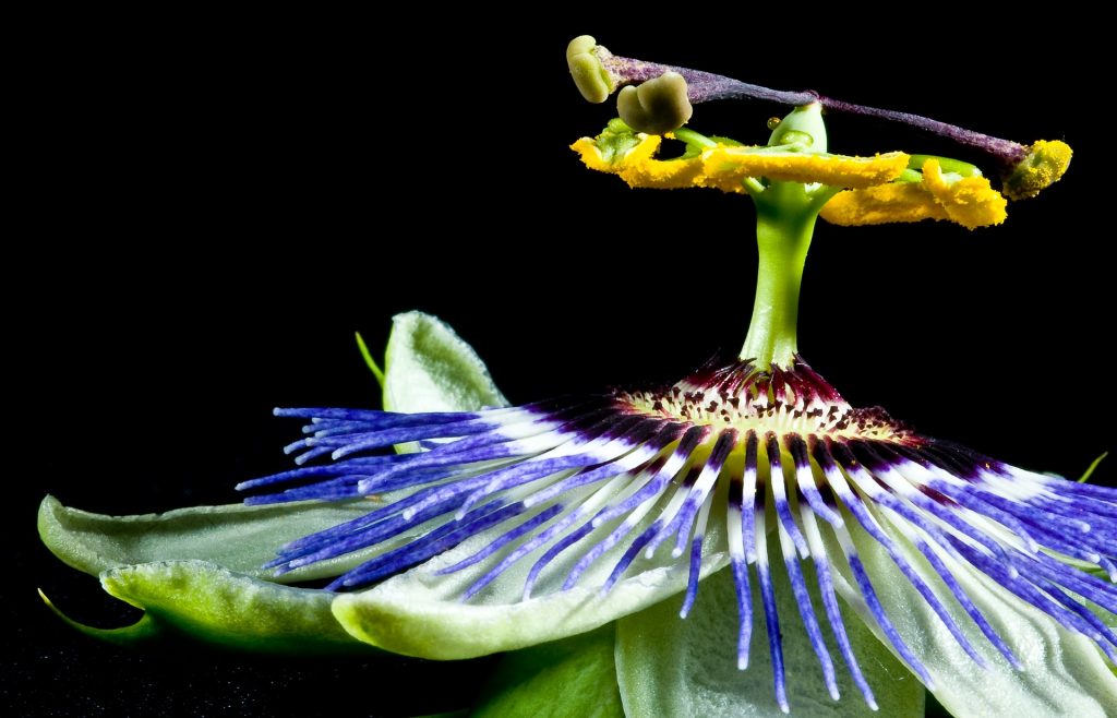 passion flower anxiety