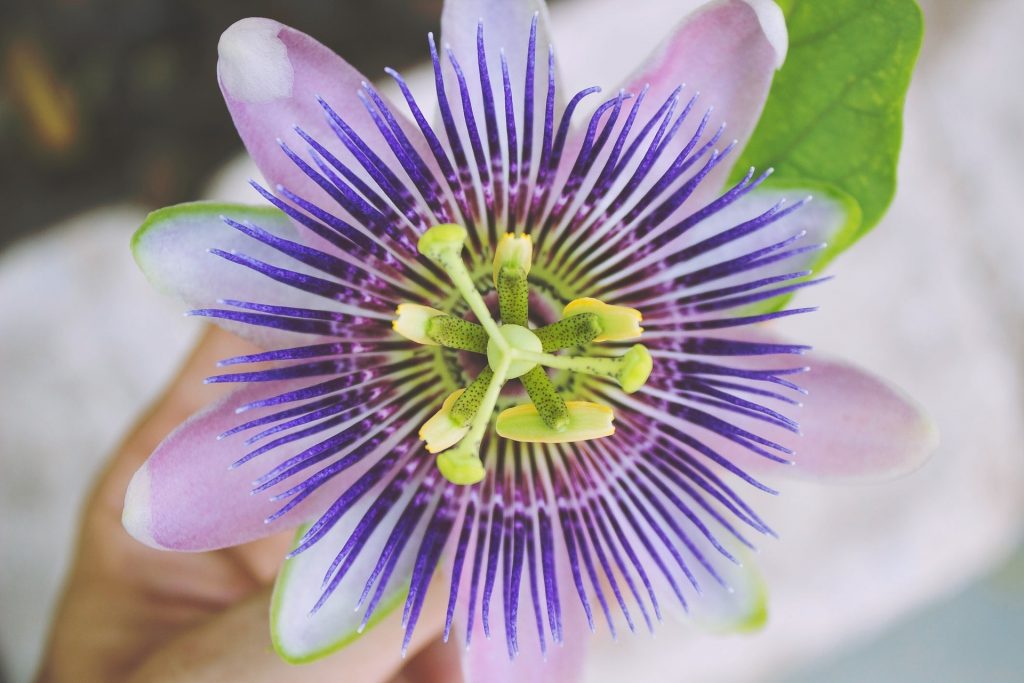 passion flower anxiety