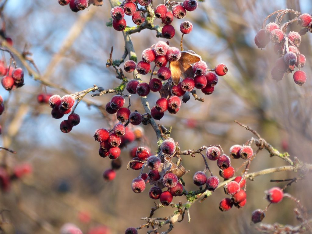 Hawthorn Crataegus Nigra Berries For Anxiety