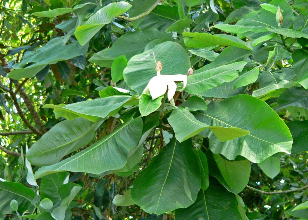 magnolia dealbata anxiety depression