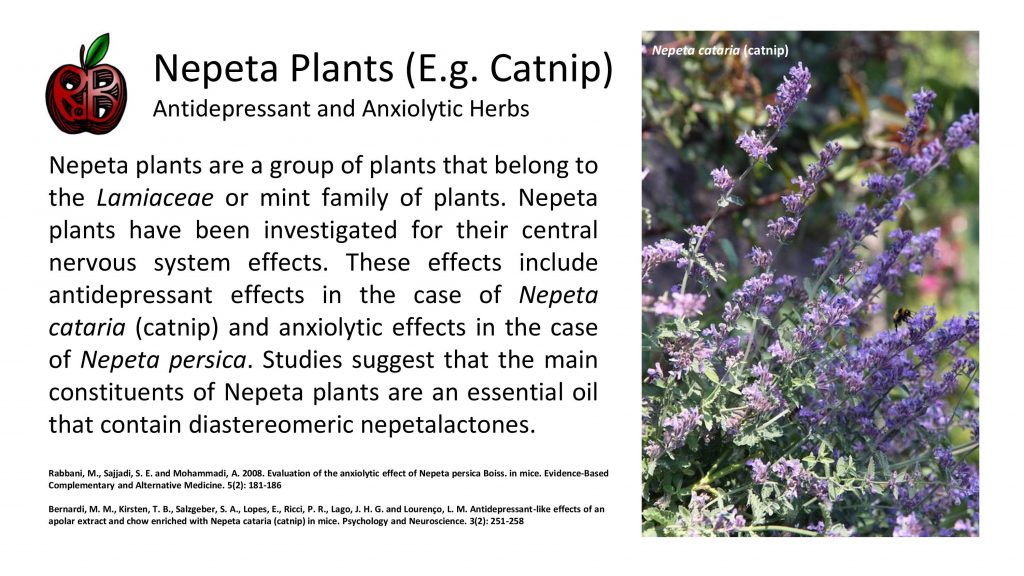 nepeta plants catnip anxiety depression