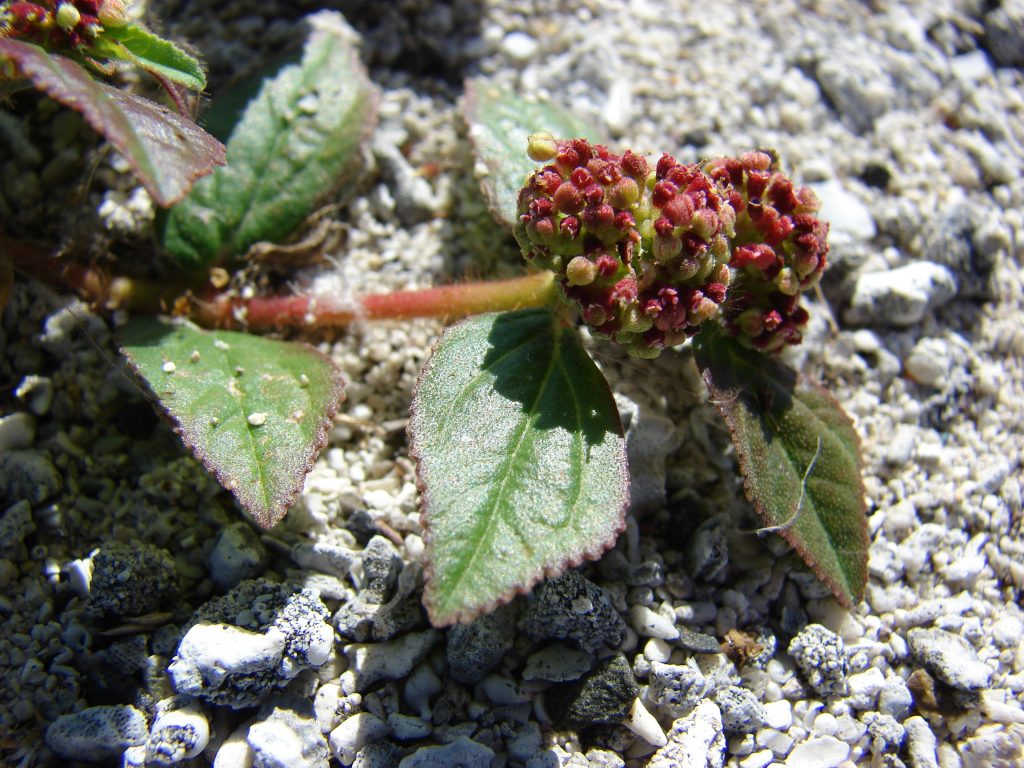 Euphorbia hirta anxiety depression