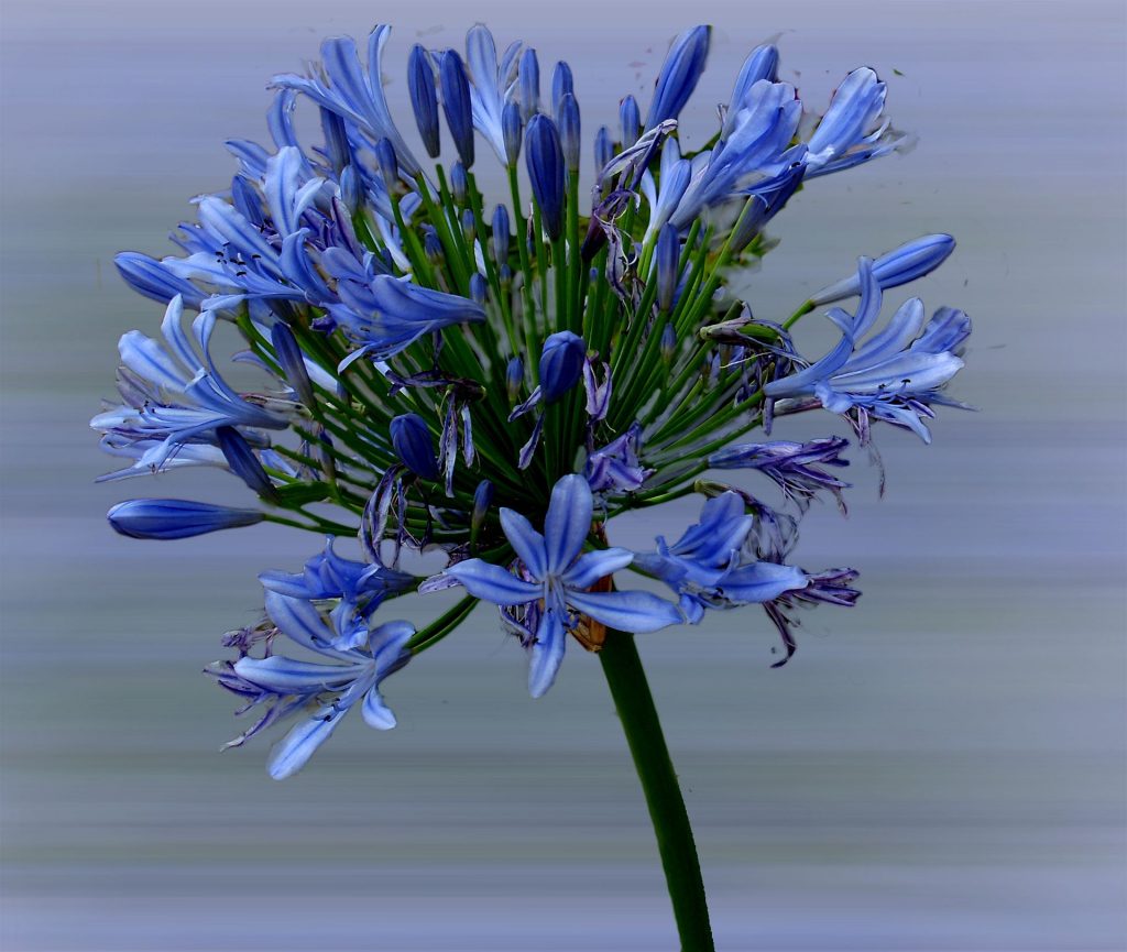 Agapanthus campanulatus (Bell African Lily) anxiety depression
