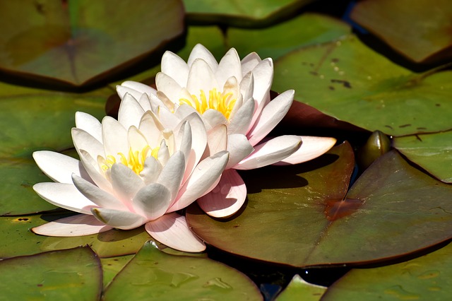 white water lily anxiety depression